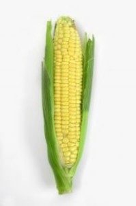 corn-01-199x300